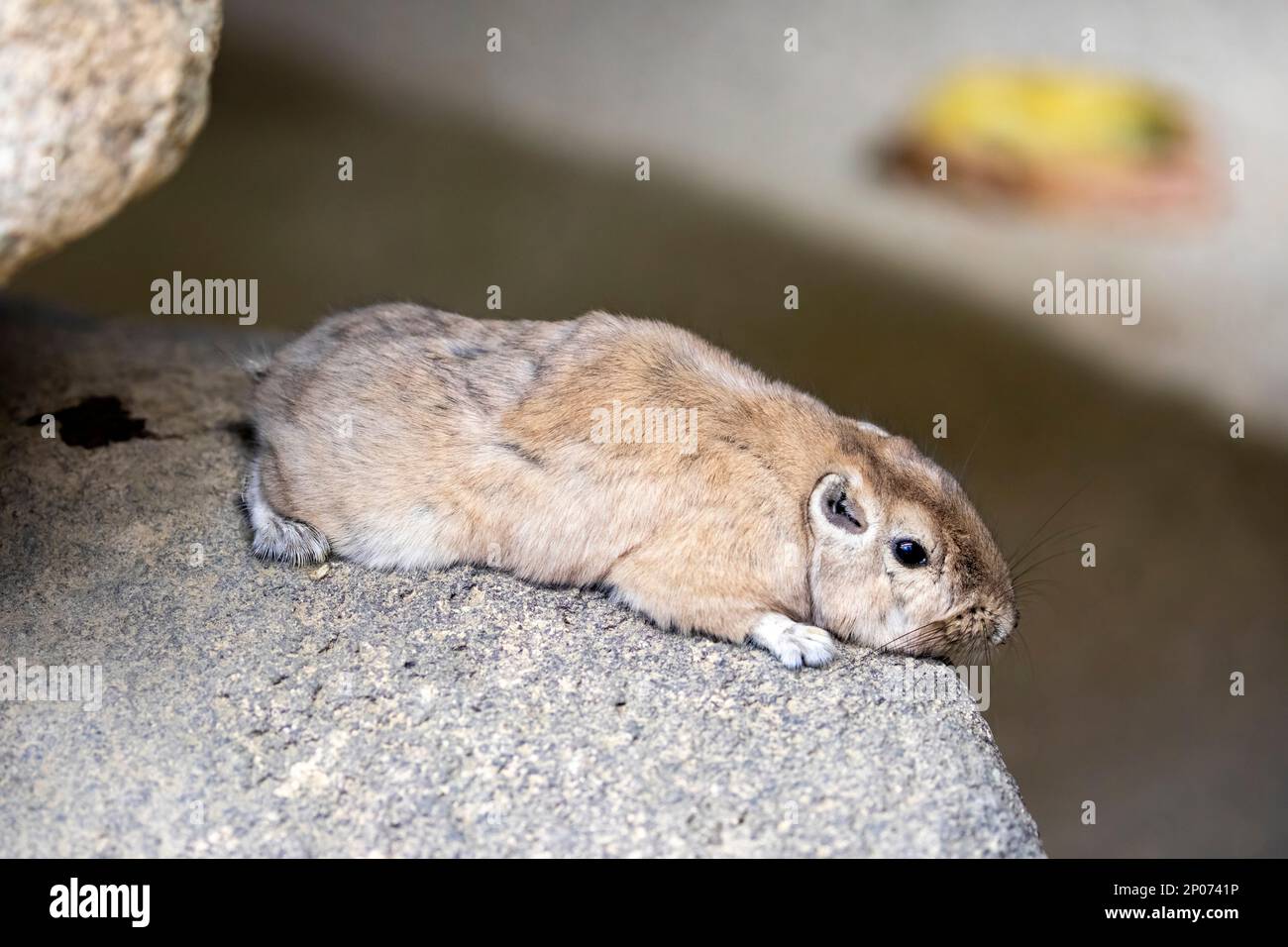 Die gemeine gundi (Ctenodactylus gundi) ist eine Nagetierart der Familie Ctenodactylidae. Es ist tagesüblich und pflanzenfressend. Stockfoto