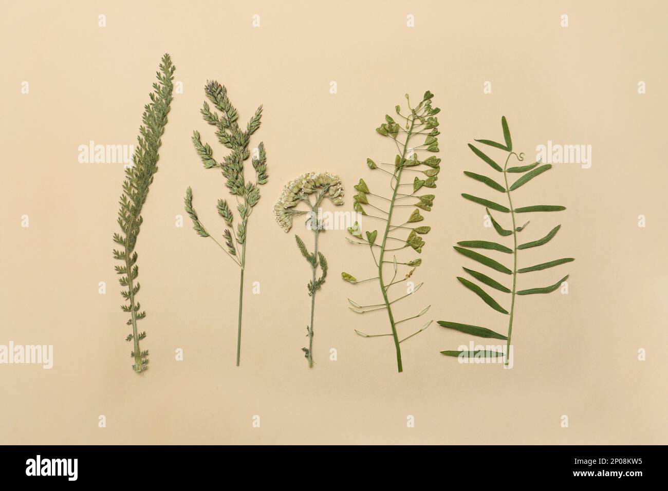 Gepresste getrocknete Blumen auf beigefarbenem Hintergrund. Wunderschönes Herbarium Stockfoto