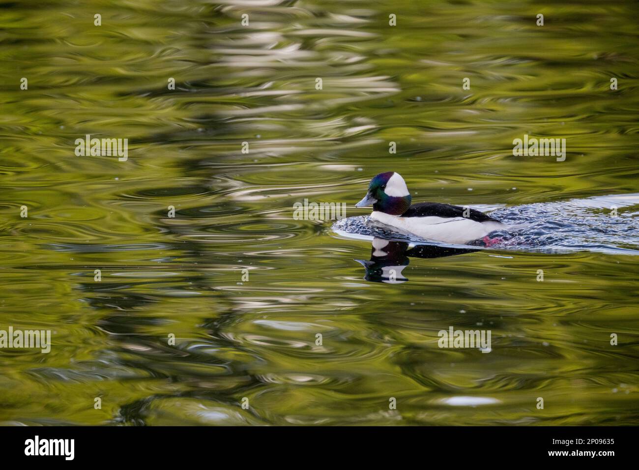 Eine männliche bufflehead-Ente (Bucephala albeola) schwimmt auf dem Yellow Lake, Sammamish, King County, Washington State, USA. Stockfoto