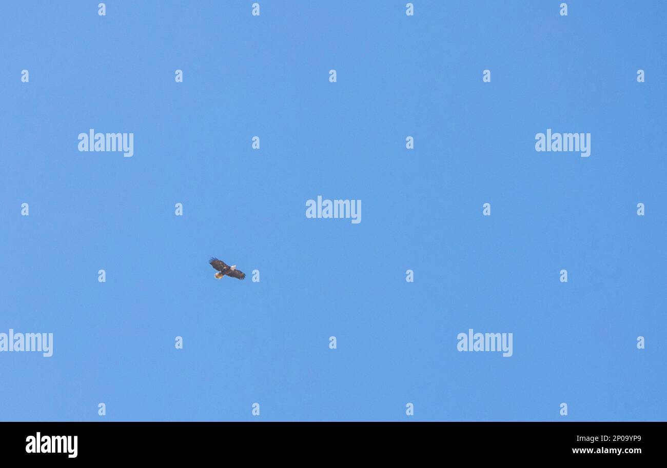 VIRGINIA BEACH, Virginia (28. Februar 2023) Ein Weißkopfseeadler fliegt über der Naval Air Station Oceana Minuten vor der Ankunft der Air Force One, mit Präsident Joe Biden für einen Besuch in der Gegend um die Hampton Roads. (USA Marinefoto von Brian M. Brooks, Chief Mass Communication Specialist) Stockfoto