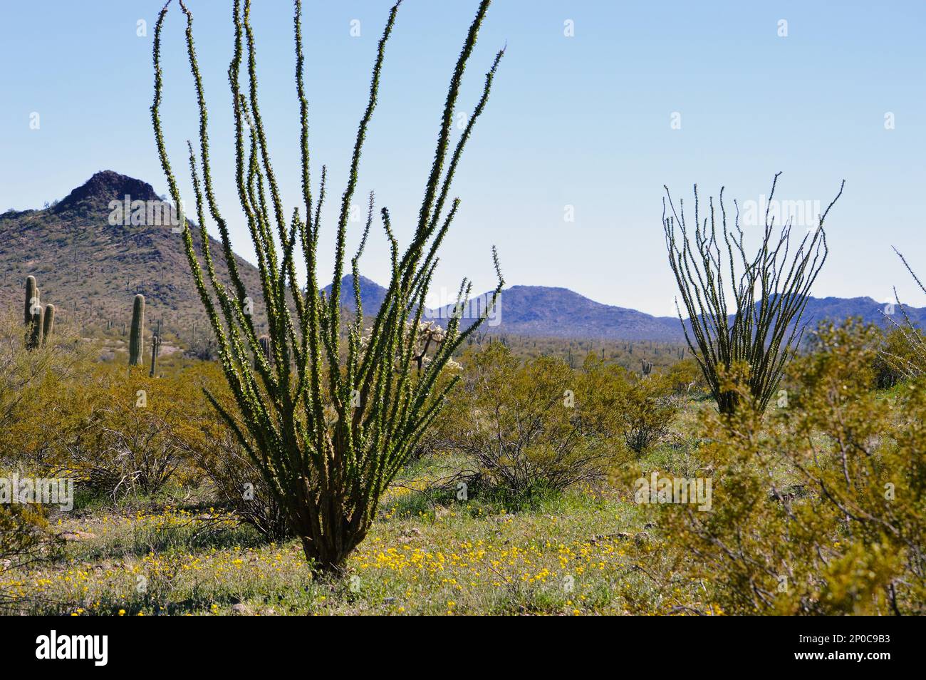 Tall Saguaro und Ocotillo Cactus im Sonoran Desert National Monument im Zentrum von Arizona. Stockfoto