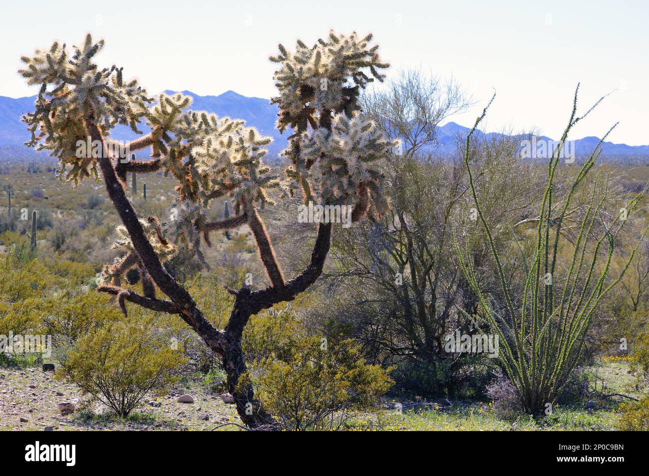 Tall Saguaro und Ocotillo Cactus im Sonoran Desert National Monument im Zentrum von Arizona. Stockfoto