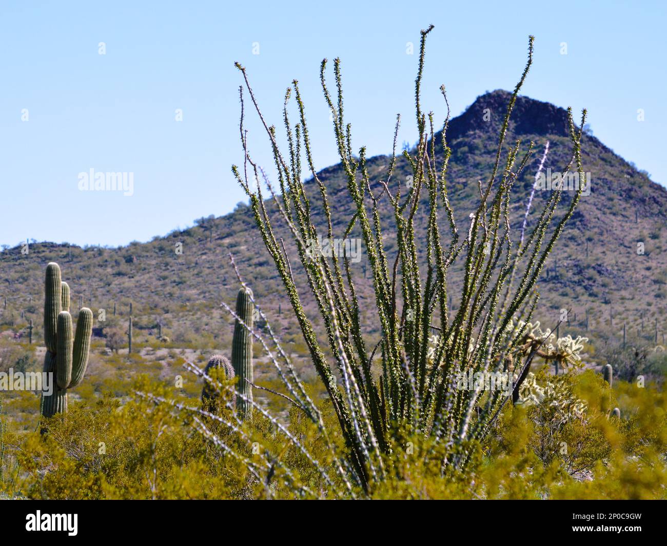 Tall Saguaro und Ocotillo Cactus im Sonoran Desert National Monument im Zentrum von Arizona. Stockfoto