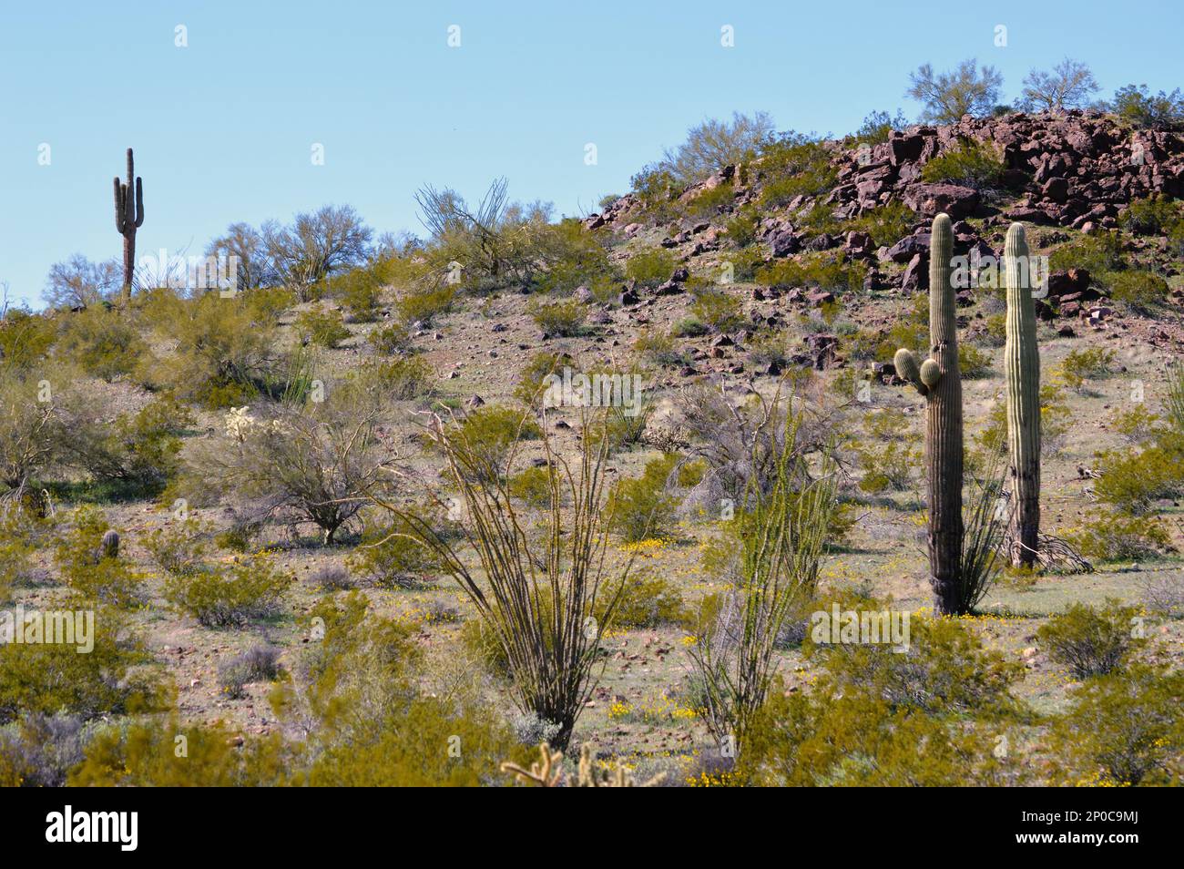 Tall Saguaro und Ocotillo Cactus im Sonoran Desert National Monument im Zentrum von Arizona. Stockfoto
