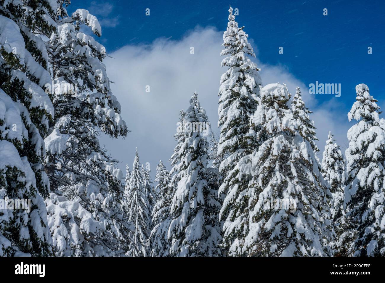 Schneebedeckte Bäume im Sundance Resort, auch bekannt als Sundance Mountain Resort, ein Skigebiet, das 13 Meilen (21 km) nordöstlich von Provo, Utah, liegt. Stockfoto