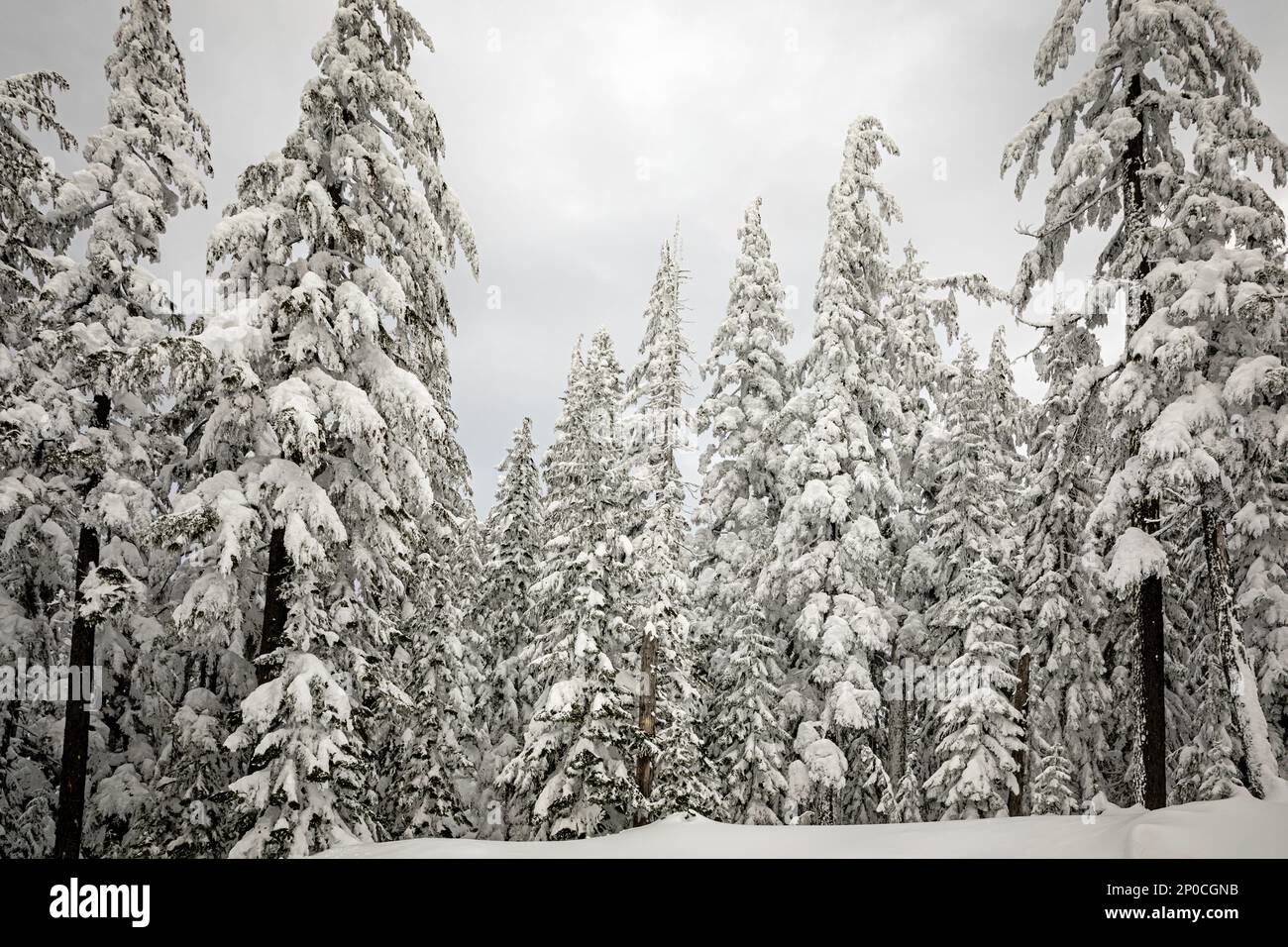 WA23178-00...WASHINGTON - starke Schneebedeckung auf Bäumen in der Nähe des Gipfels des Amabilis Mountain im Okanogan-Wenatchee National Forest. Stockfoto