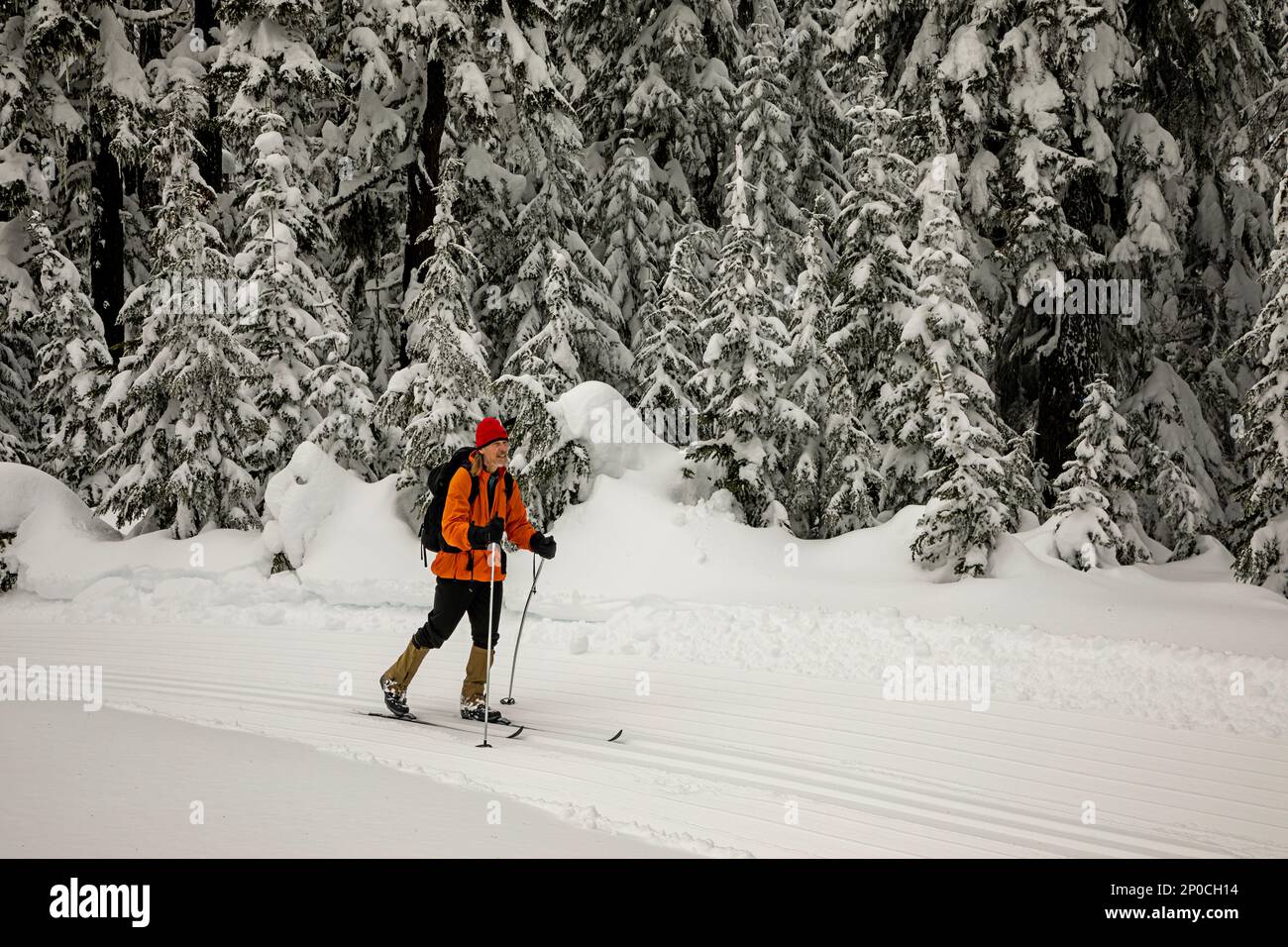 WA23180-00...WASHINGTON - Langlaufski auf gepflegten Skipisten auf dem Gipfel des Amabilis Mountain im Wenatchee National Forest. Stockfoto