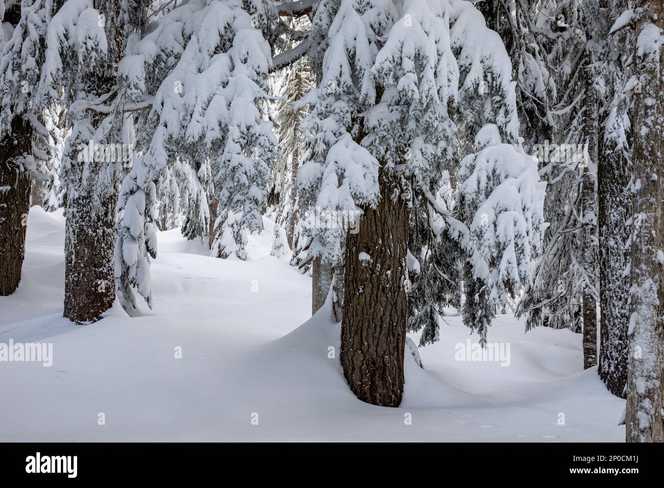 WA23206-00...WASHINGTON - schneebedeckte Bäume auf dem Gipfel des Amabilis Mountain im Okanogan-Wenatchee National Forest. Stockfoto