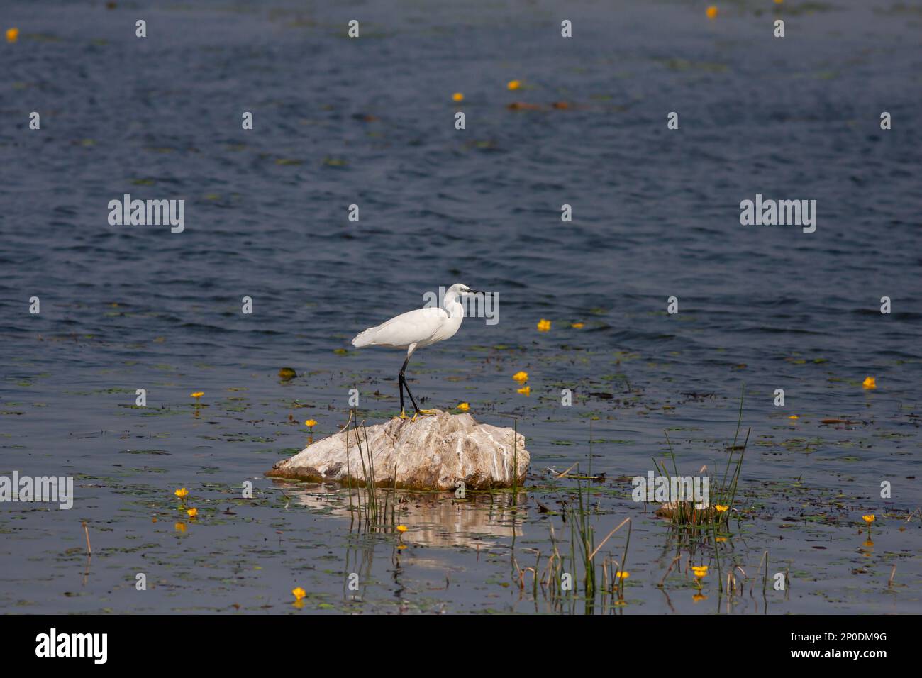 Große weiße Wasservögel auf dem Stein, kleiner Egret, Egretta garzetta Stockfoto