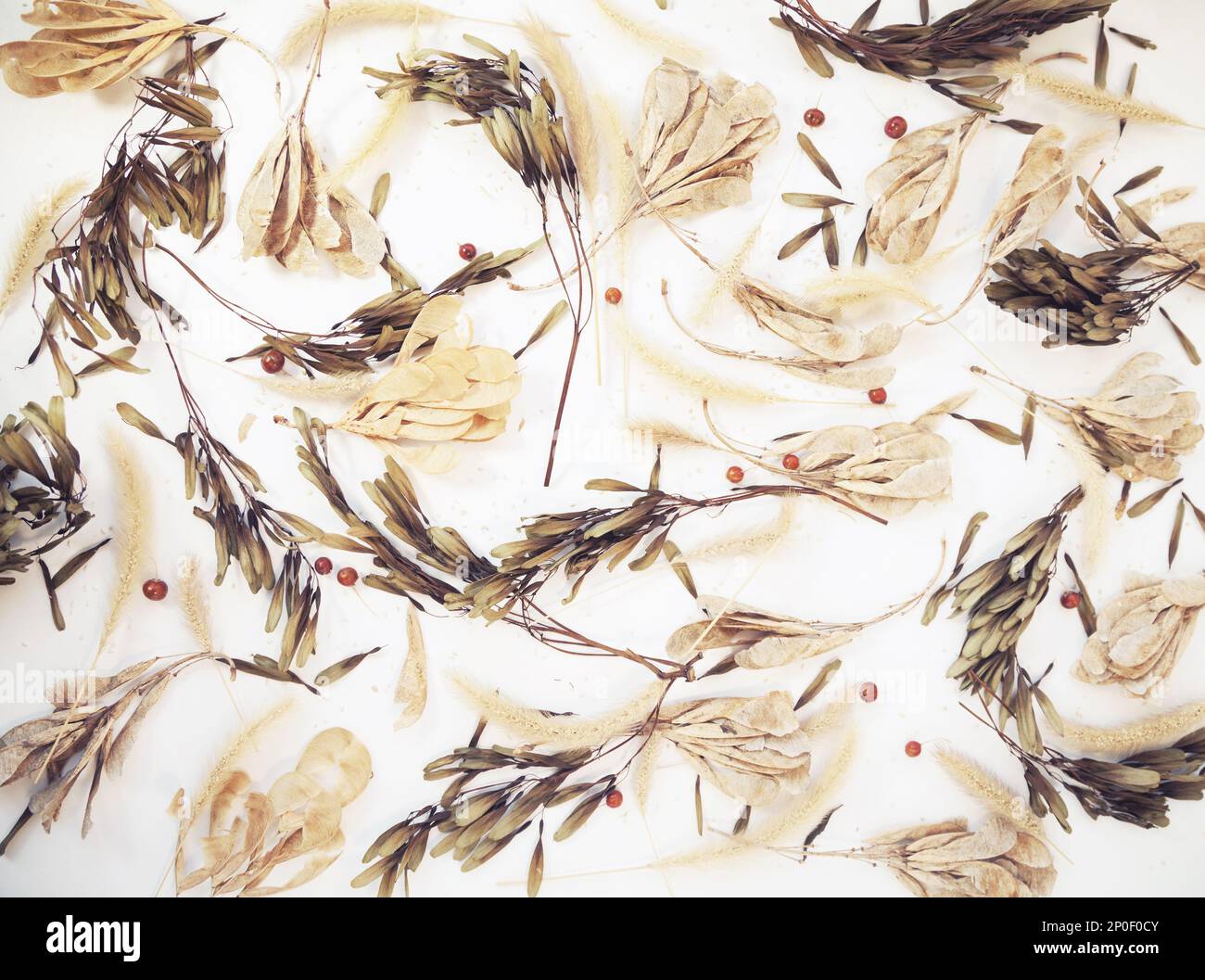 Herbst Kräuter und Blätter und Beeren auf weißem Hintergrund. Beige Kräuter trocknen Wildblumen Herbst Hintergrund. Herbarium Muster Stockfoto