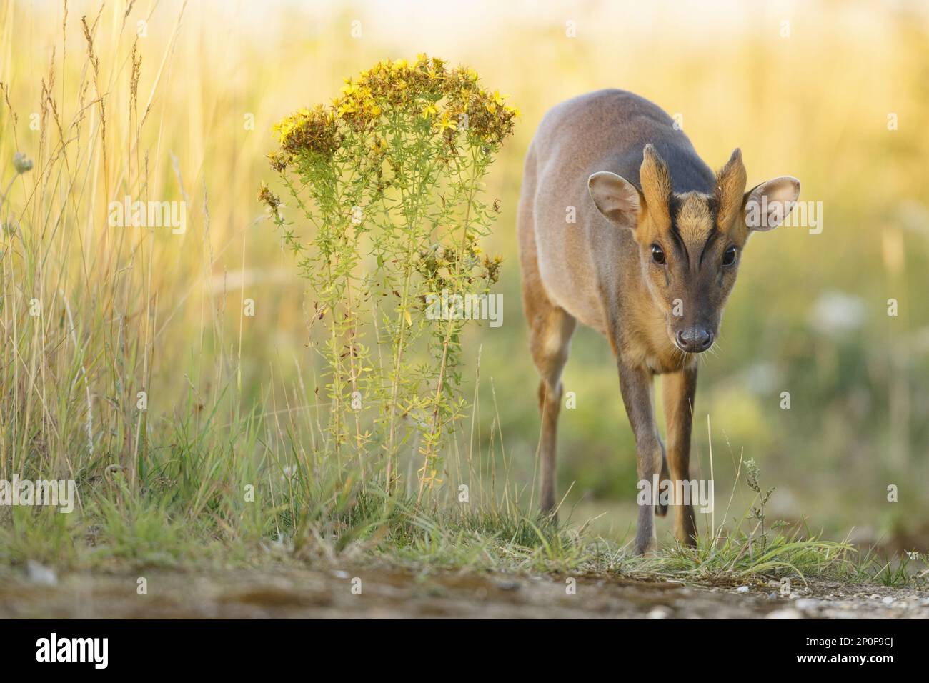 chinesischer Muntjac (Muntiacus reevesi) führte Arten ein, männlich auf der Landstraße, South Norfolk, Großbritannien Stockfoto