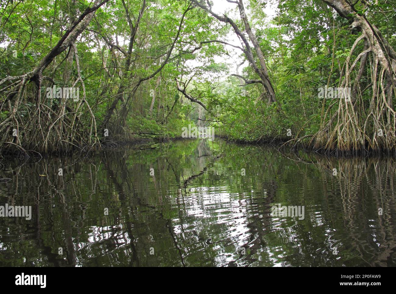 Sehen Sie einen Bach in Mangrovensumpf Habitat, Cuero y Salado, Honduras Stockfoto
