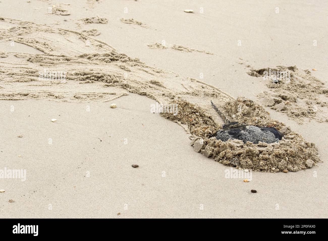 Tiere, andere Tiere, Arrowhead-Krabben, Atlantische Hufeisenkrebse, ausgewachsene auf Sand, Cape May, Ostküste der USA, Limulus polyphemus Stockfoto