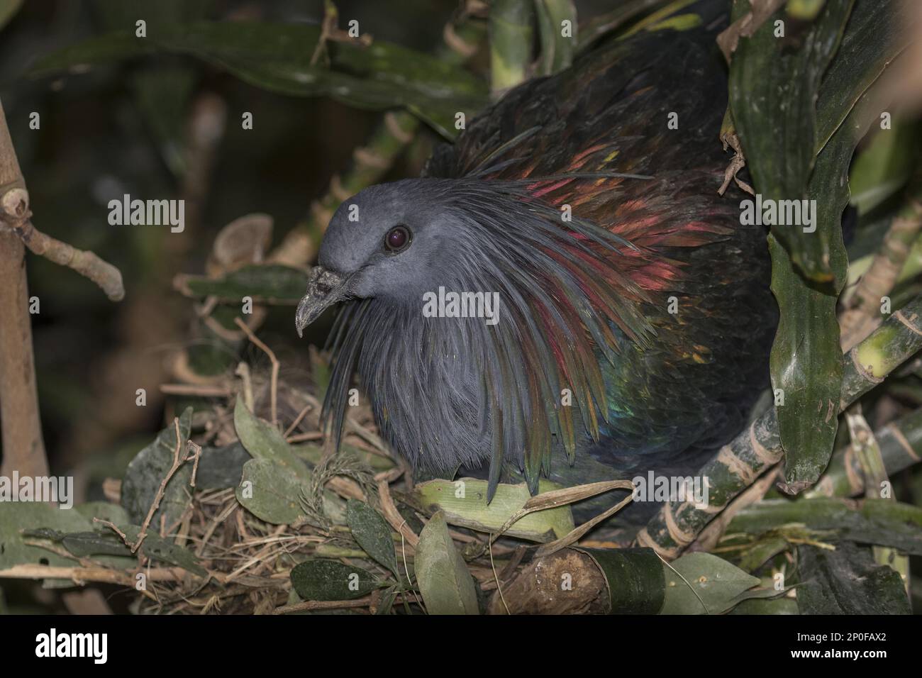 Nicobar Pigeon (Caloenas nicobarica) im Nest Stockfoto