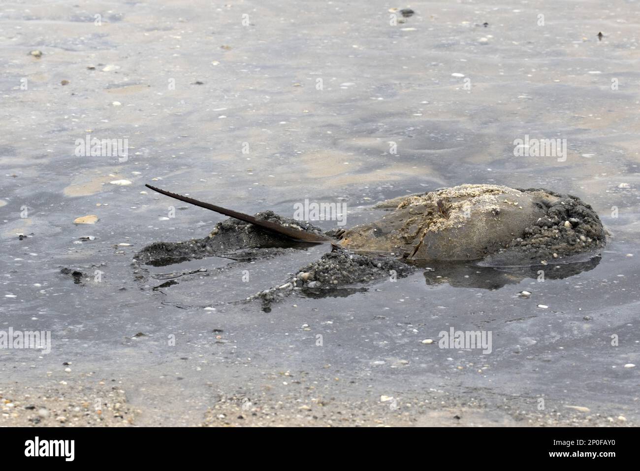 Ausgewachsene Atlantische Hufeisenkrebse in flachem Wasser mit Hochschwanz, Cape May, Ostküste der USA, Limulus polyphemus Stockfoto