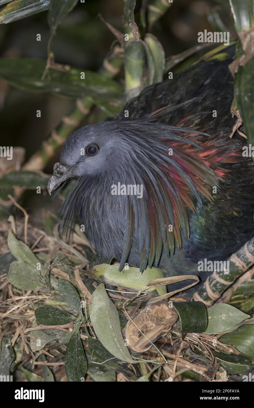 Nicobar Pigeon (Caloenas nicobarica) im Nest Stockfoto