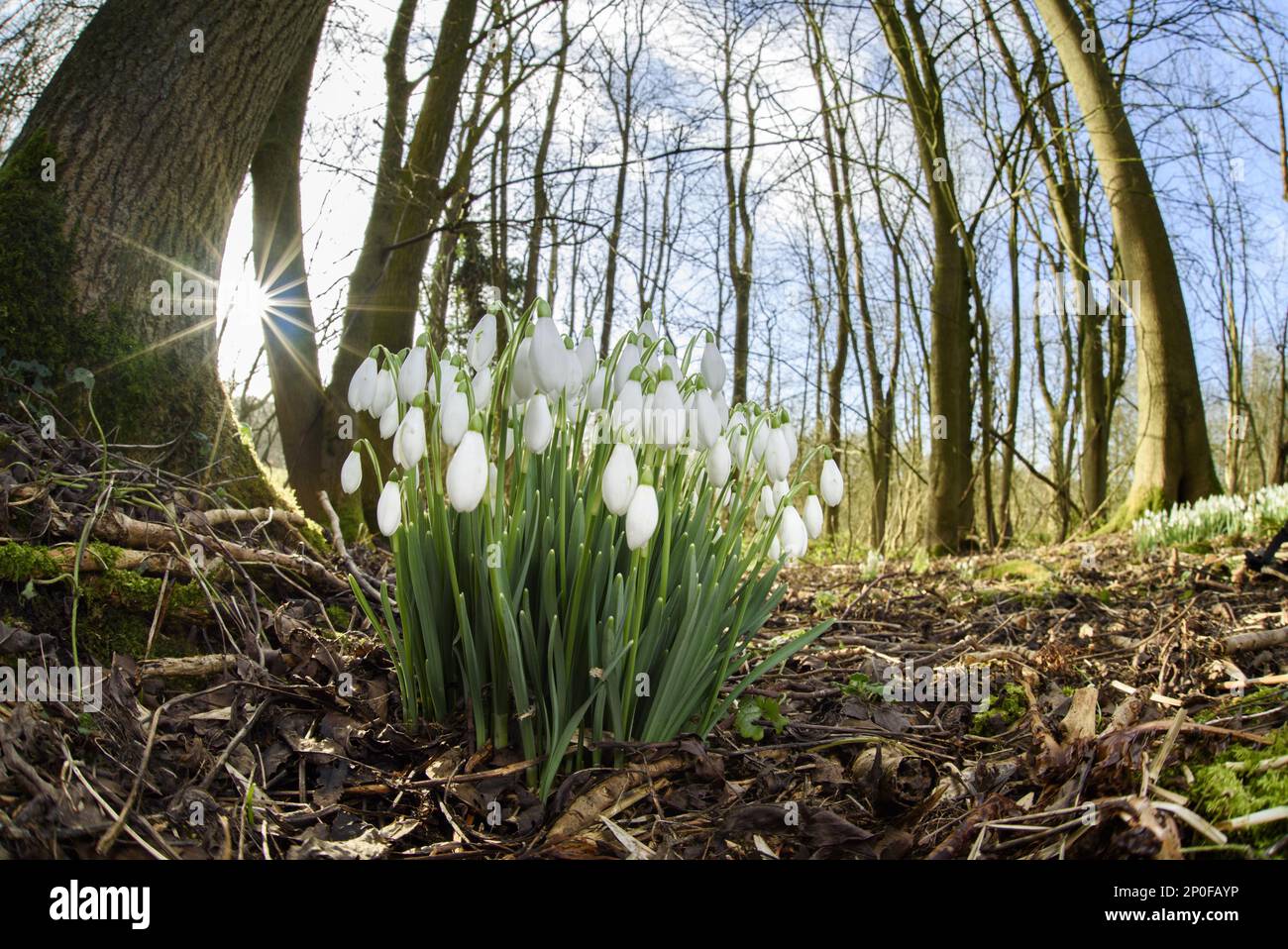 Gemeiner Schneefall (Galanthus nivalis), Schneefall, Lilienfamilie, Schneeflocken blühen, wachsen in Laubwäldern, Loynton Moss, Staffordshire, England Stockfoto