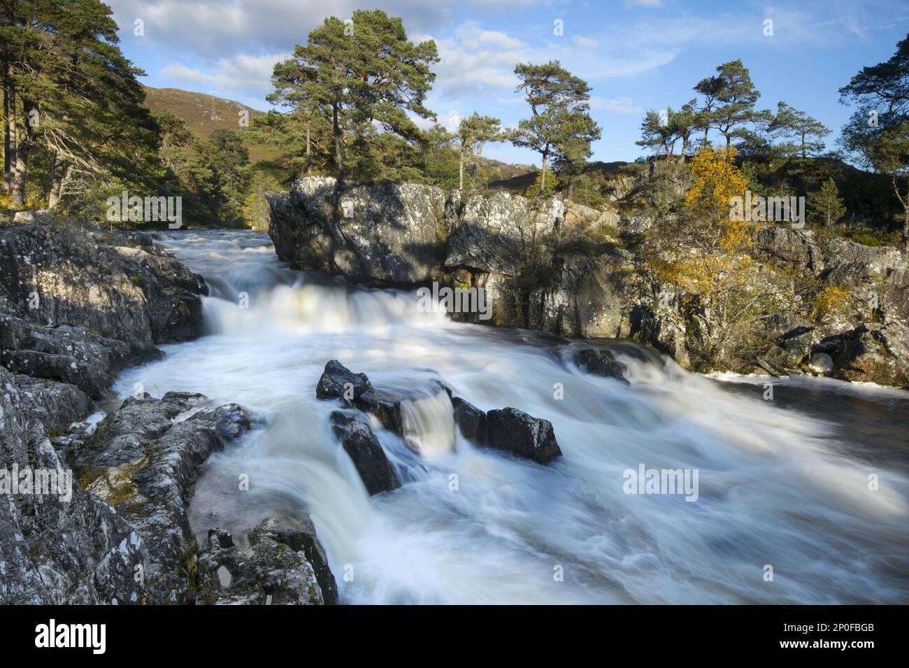 Birkenwälder (Betula pendula) und Schottische Kiefer (Pinus sylvestris) um den Strathfarrar, Highlands, Schottland, Vereinigtes Königreich Stockfoto