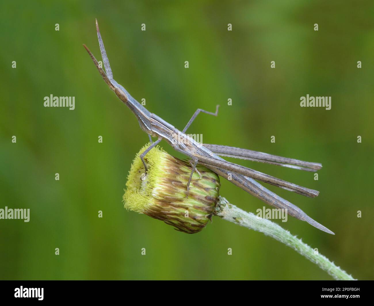 Truxalis hungaricus, Truxalis nasuta, gewöhnlicher Nasengrillen, gewöhnliche Nasengrillen, andere Tiere, Insekten, Tiere, Feldgrillen, Mittelmeer Stockfoto