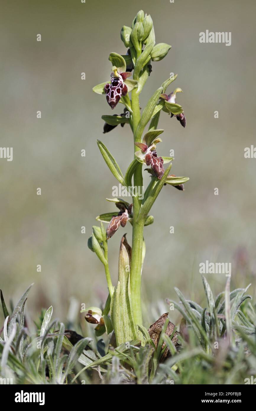 Zypern cyprus Bee Orchid (Ophrys kotschyi) Closure complete plant, Zypern, März 2015 Stockfoto