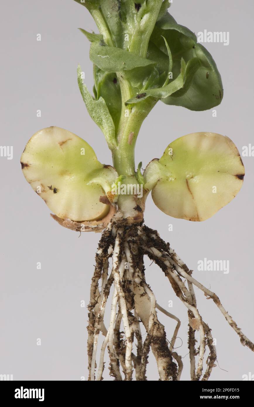 Junge Bohnenpflanze (Vicia) faba, mit gekeimtem Samen, um Speisereserve und frühe Blätter und Wurzeln zu zeigen Stockfoto