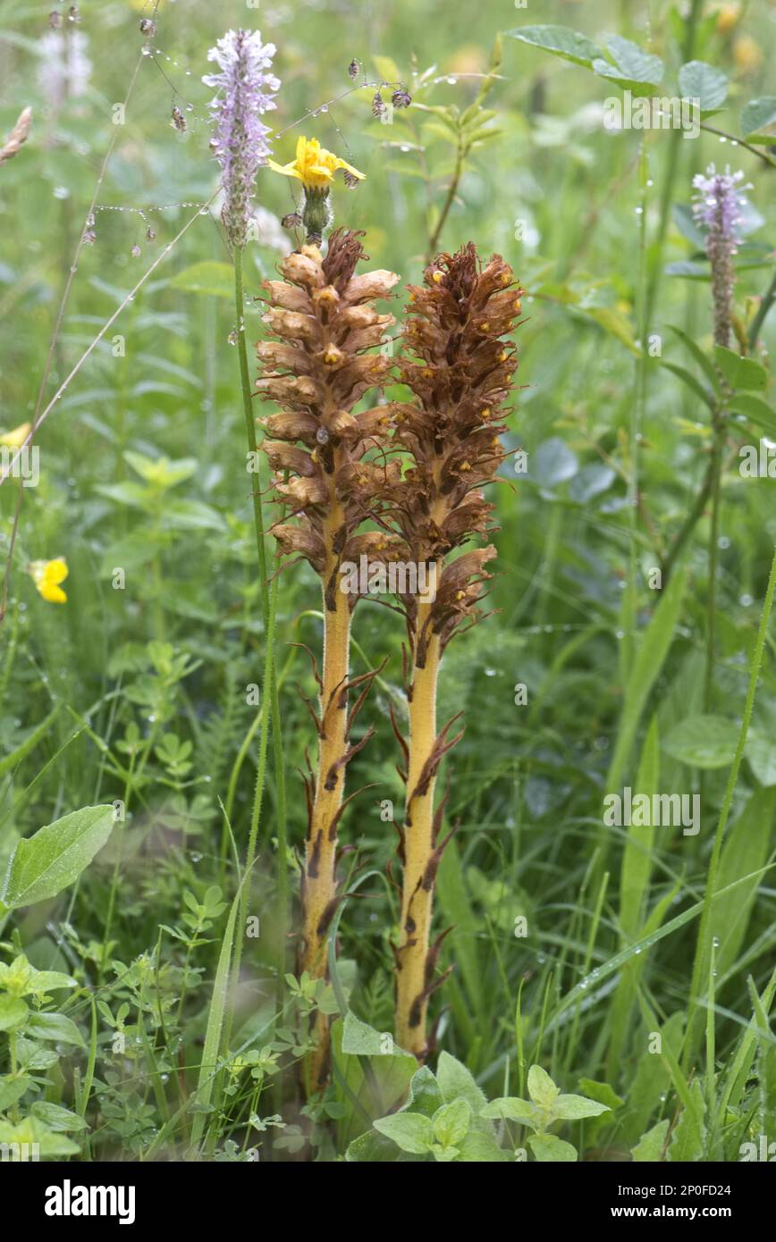 Orobanche-Elaor, Blütenspieße fast in einer stillgelegten Kreidegrube, Berkshire Stockfoto