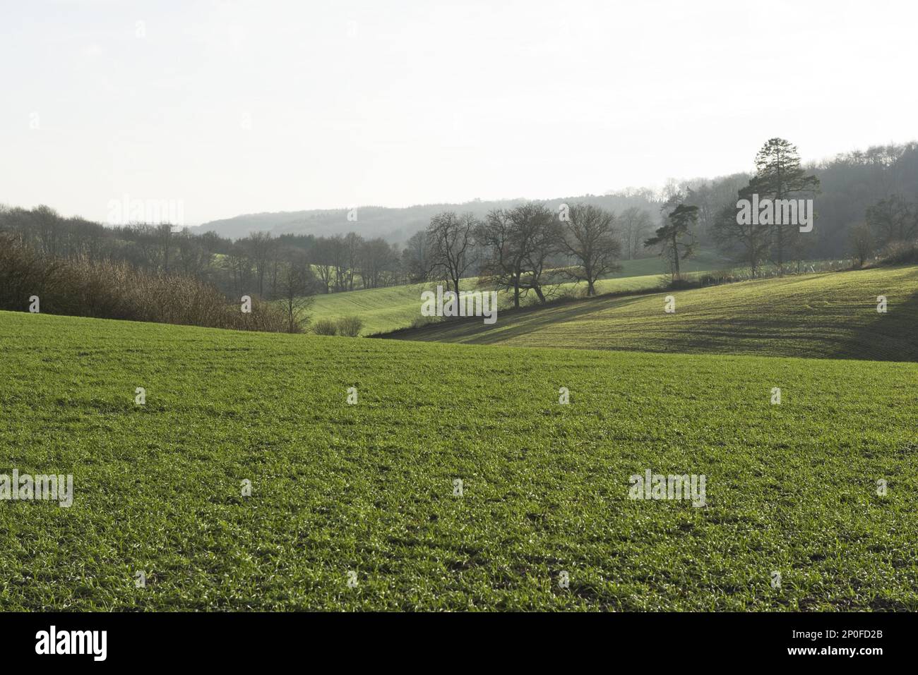 Entwicklung einer Winterweizenkultur vom Setzling bis zur Ernte, Überwinterung. Berkshire Stockfoto