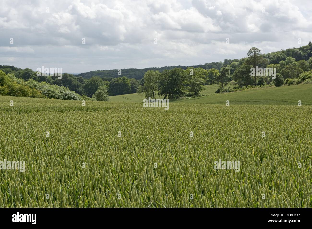 Entwicklung einer Winterweizenkultur vom Setzling bis zur Ernte, Sommer. Berkshire Stockfoto