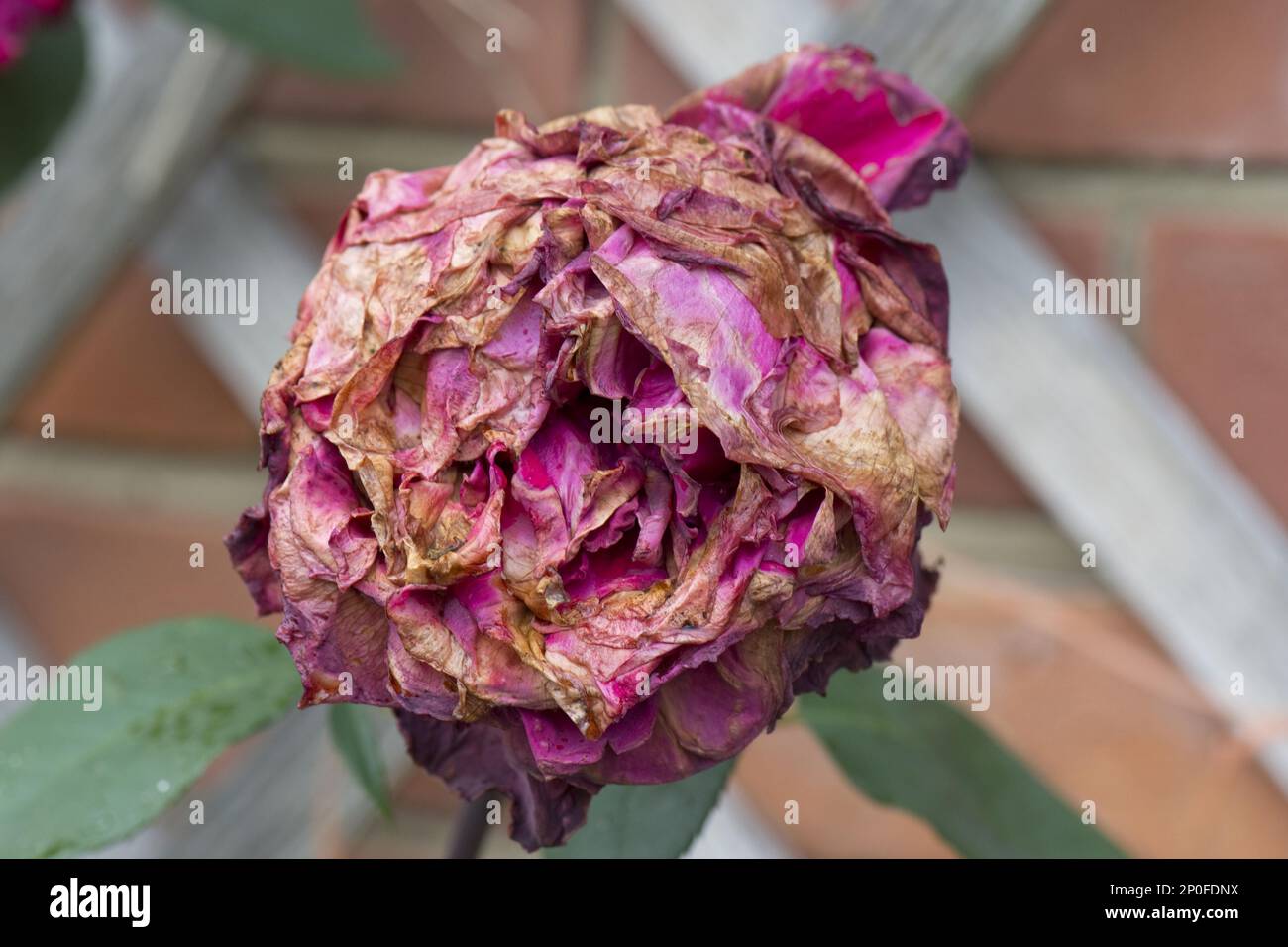 Graue Schimmelpilze (Botrytis cinerea) oder Botrytis-Schimmel, der die Blüte einer roten Rose nach Sommerregen verdirbt Stockfoto