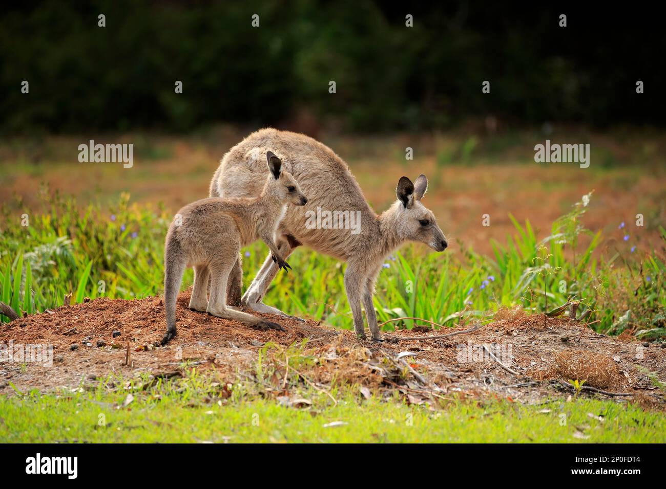 Östliches graues Känguru (Macropus giganteus), Erwachsene Frau mit halbwüchsigen Jungen, Merry Beach, Murramarang-Nationalpark, New South Wales, Australien Stockfoto