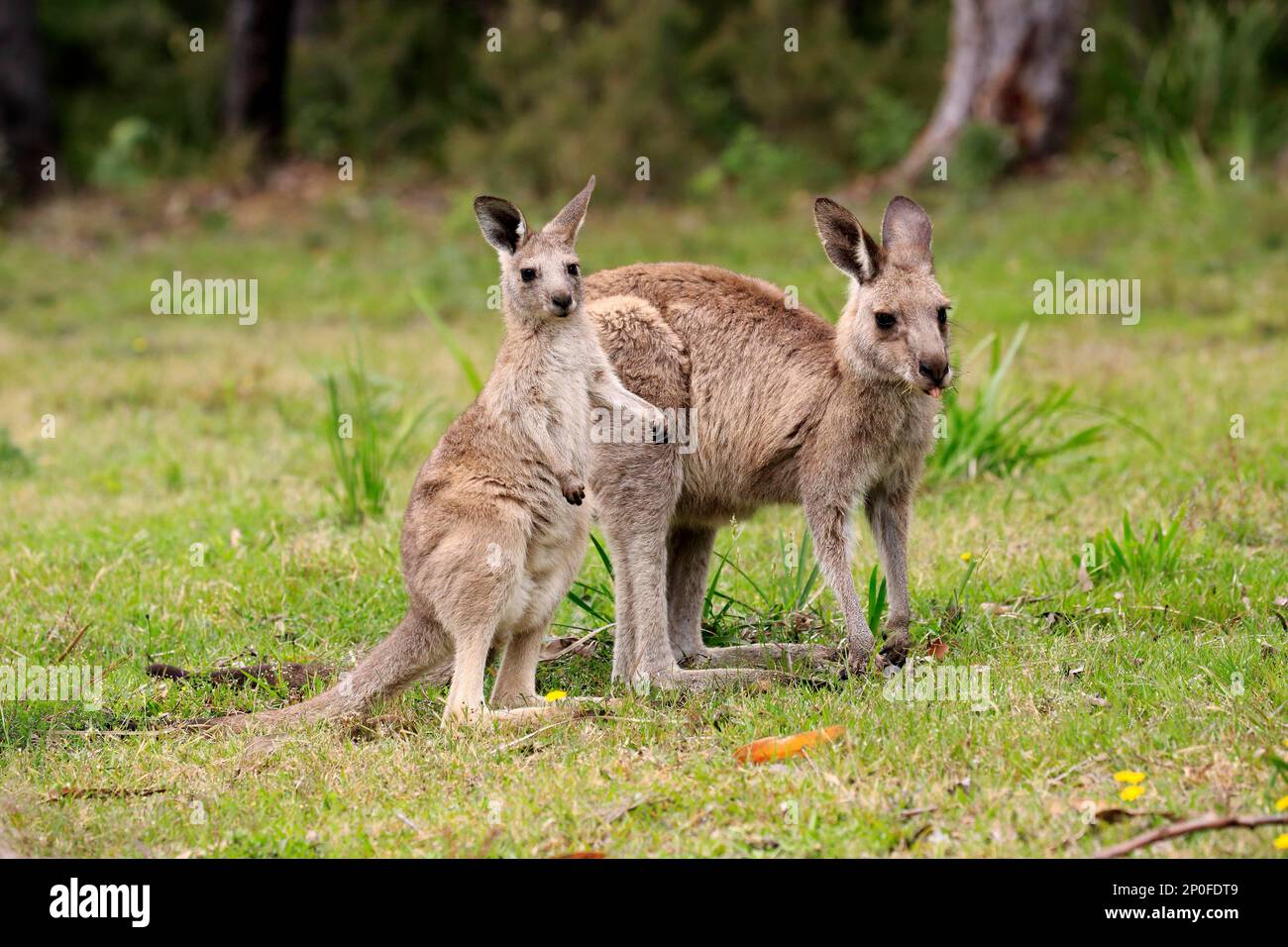 Östliches graues Känguru (Macropus giganteus), Erwachsene Frau mit halbwüchsigen Jungen, Merry Beach, Murramarang-Nationalpark, New South Wales, Australien Stockfoto