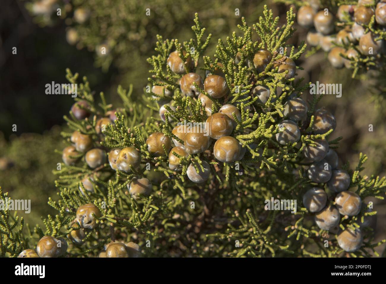 Phönizische Wacholderbeere (Juniperus), RotfruchtJuniper, Familie der Zypressen, phönizische Wacholderbeere oder Arar phoenicia, mit Beeren an der Küste des roten Granits Stockfoto