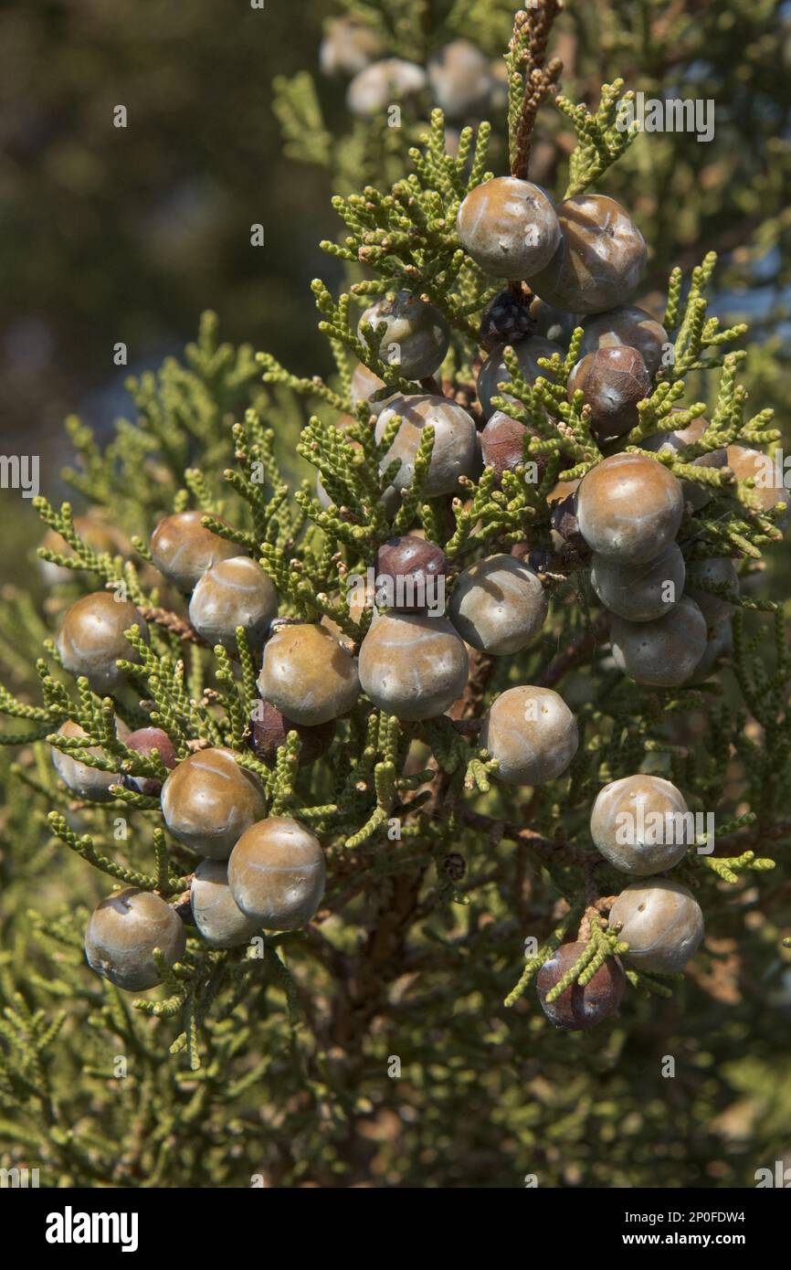 Phönizische Wacholderbeere (Juniperus), RotfruchtJuniper, Familie der Zypressen, phönizische Wacholderbeere oder Arar phoenicia, mit Beeren an der Küste des roten Granits Stockfoto