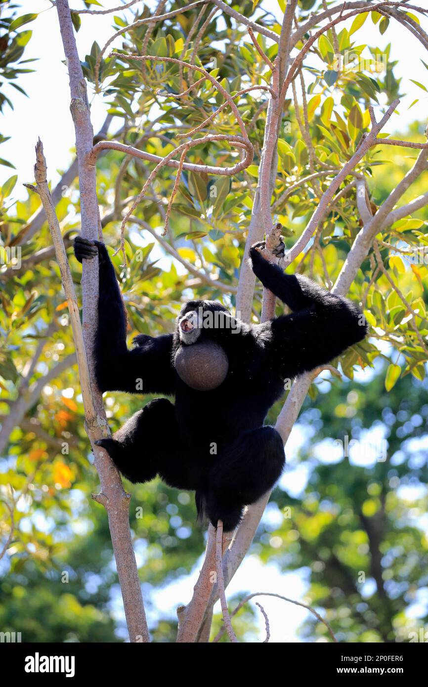 Siamang (Symphalangus syndactylus), erwachsener Anrufer auf dem Baum, Südostasien Stockfoto