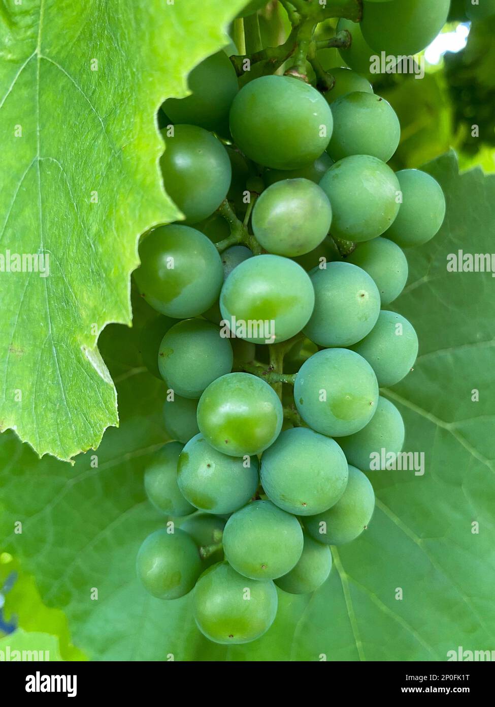 Grüner Traubenhaufen, schließen. Traubenanbau, selektiver Fokus. Konzept der Weinbereitung und Weinbereitung Stockfoto