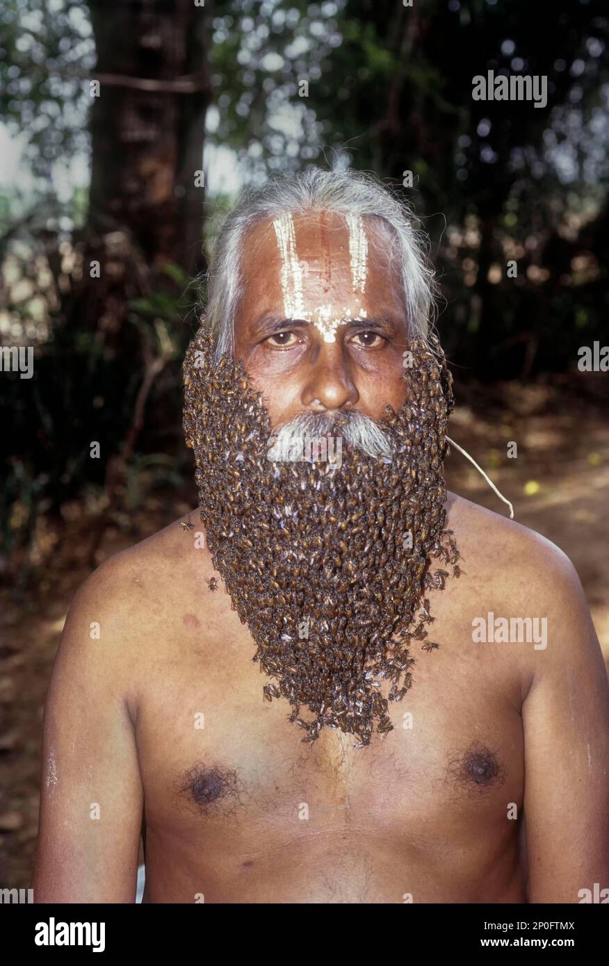Mr. RangaRamanujam Kannaiyan trägt einen Bienenbart in Coimbatore, Tamil Nadu, Indien Stockfoto