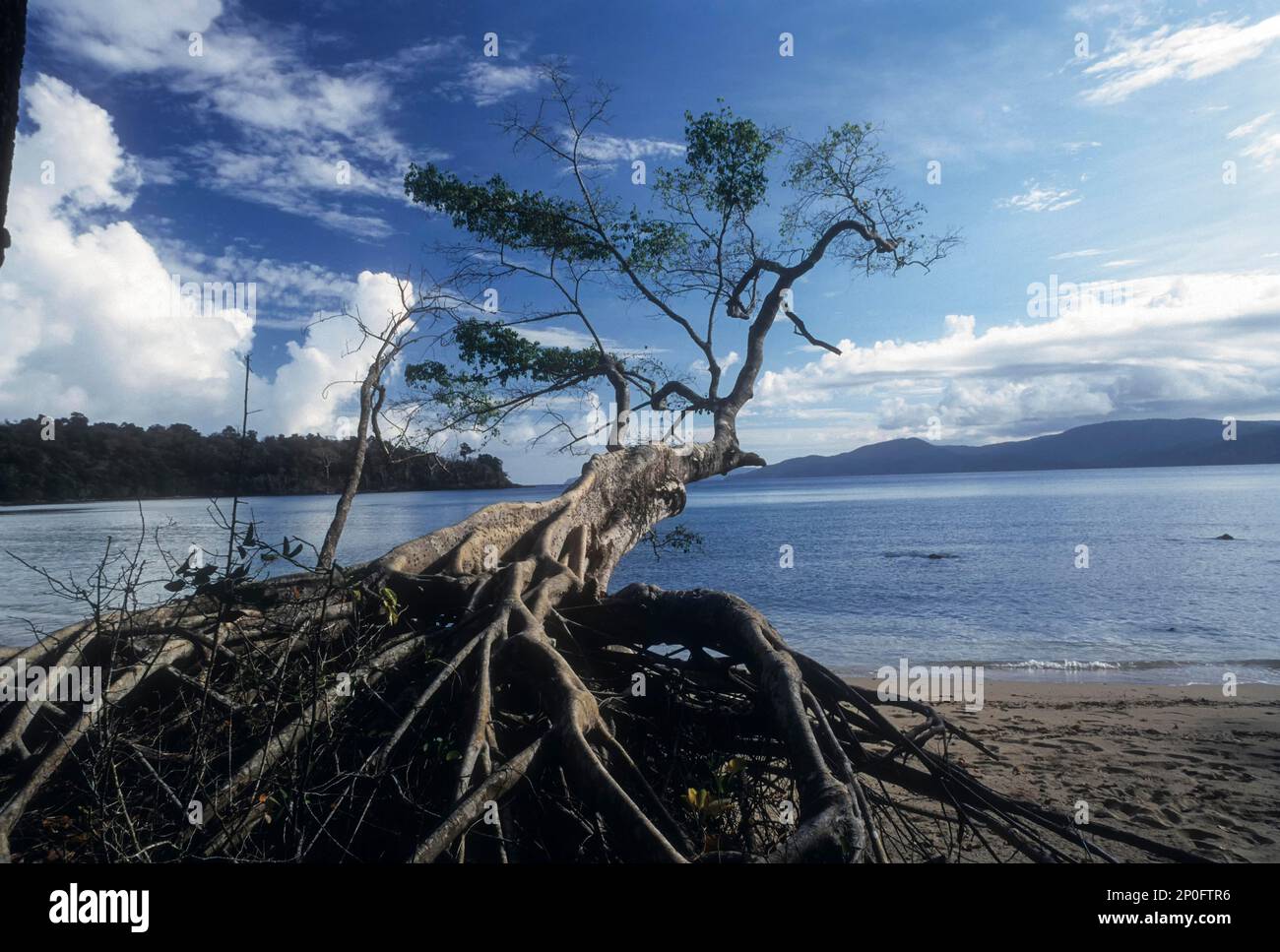 Ein entwurzelter Baum an der Küste in Chidiya Tapu, Andaman-Inseln, Andaman- und Nicobar-Inseln, Unionsgebiet Indien Stockfoto