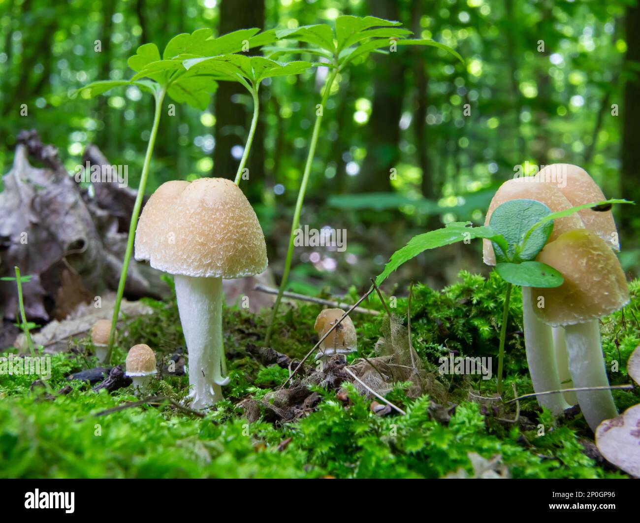 Pilze in der natürlichen Umgebung des Waldes Stockfoto