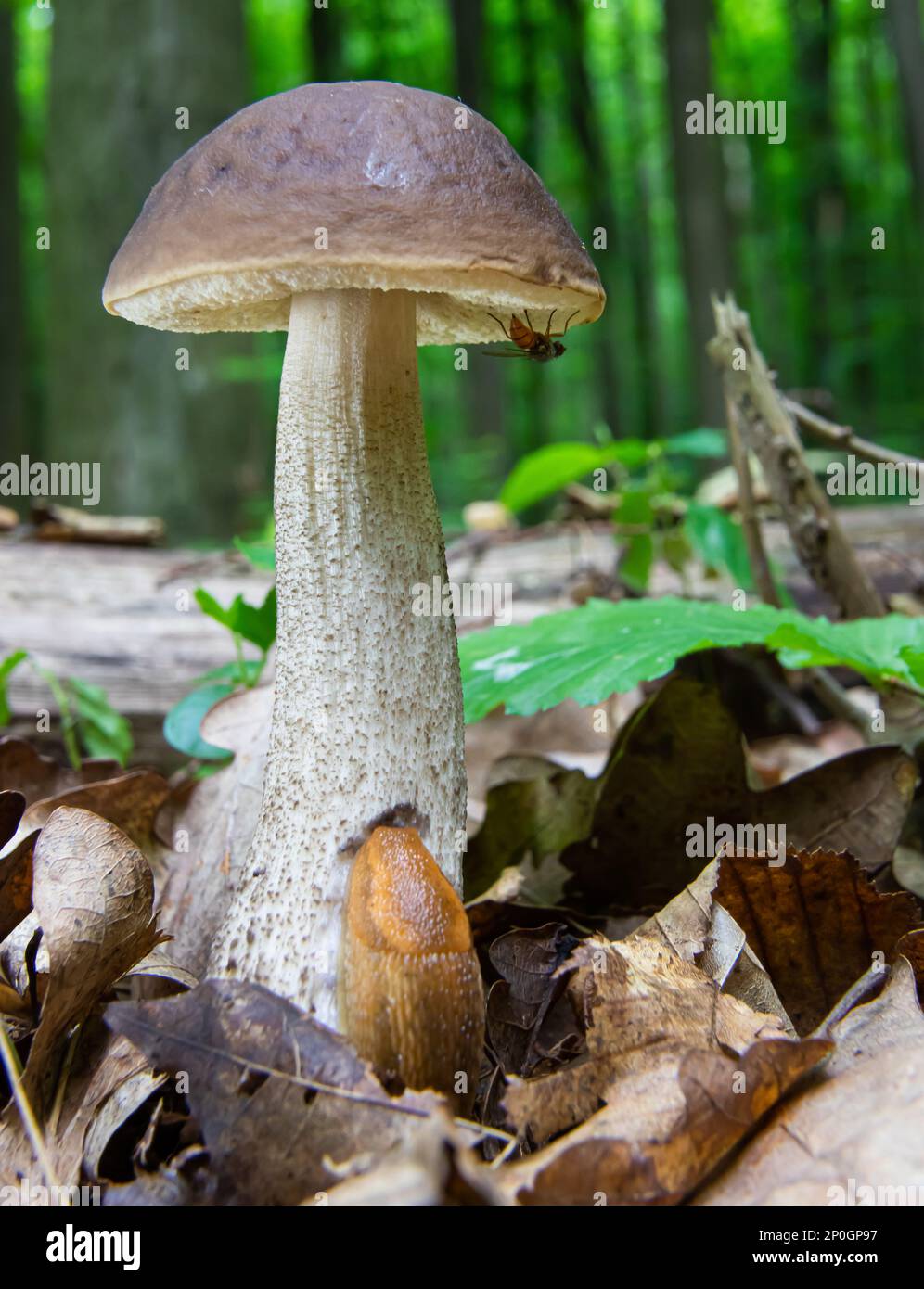 Pilze in der natürlichen Umgebung des Waldes Stockfoto