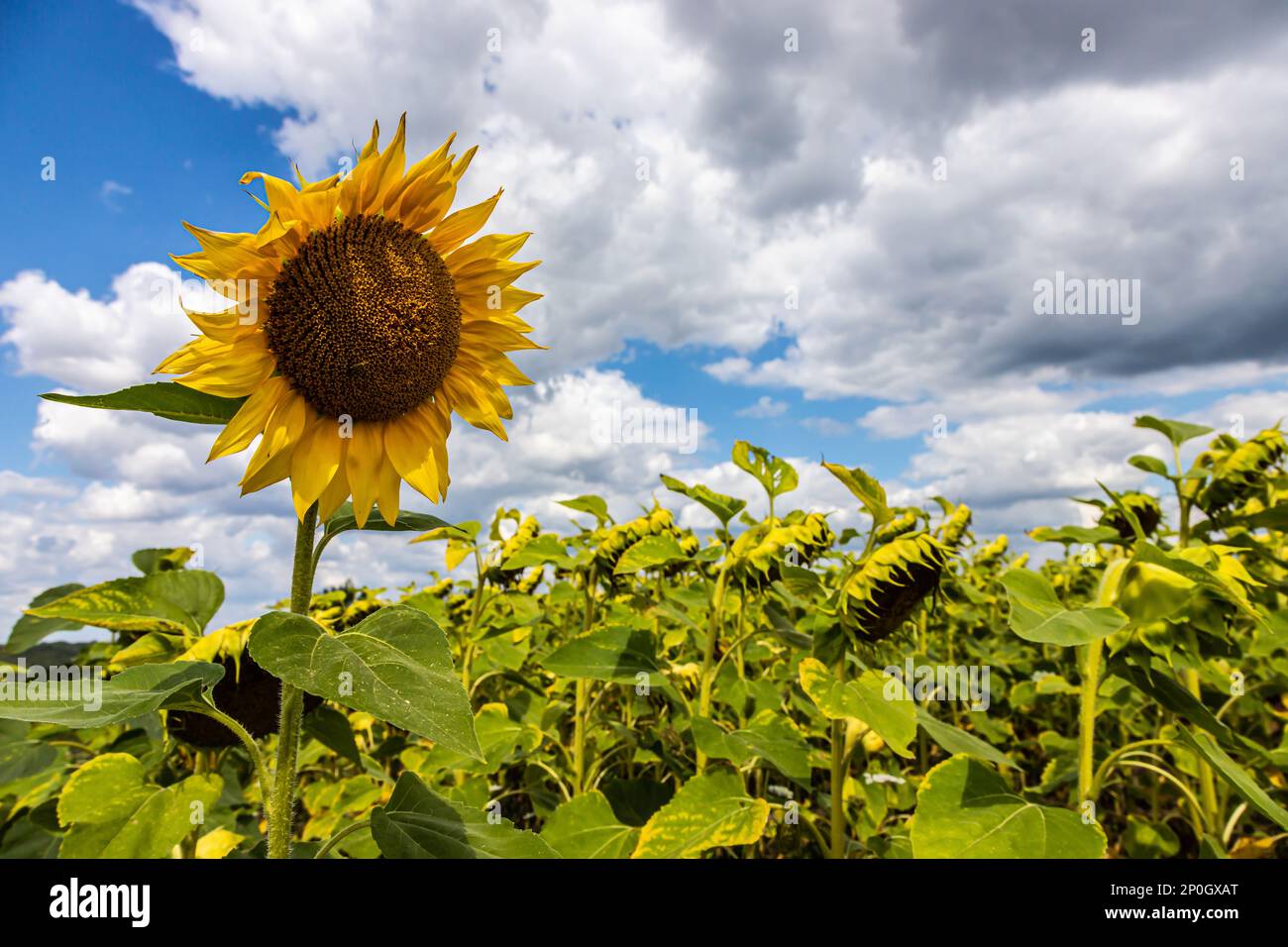 Ländlicher Bauernhof mit trockenen und reifen Scheibenköpfen gewöhnlicher Sonnenblumen, bereit für die Ernte, und eine späte Blüte am blauen Sommerhimmel Stockfoto