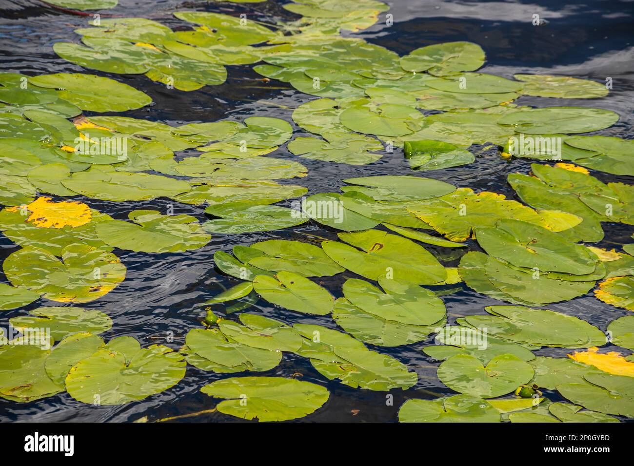 Wasserlilie Blätter und gelbe Wasserlilie binden Lilienblüten. Fotografiert während eines sonnigen Tages im See. Wolken, die von der Oberfläche der Verbindung reflektiert werden. Stockfoto