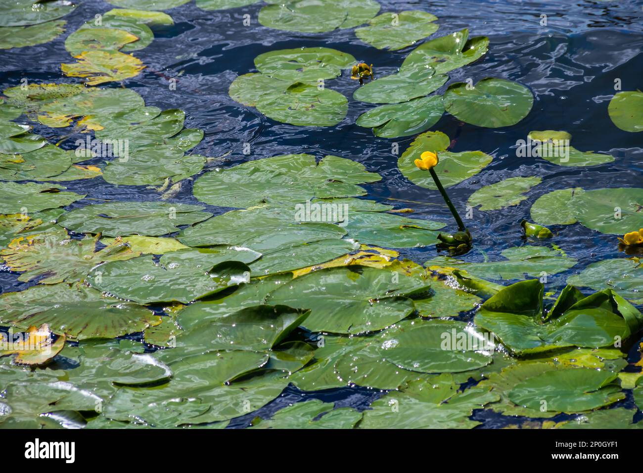 Wasserlilie Blätter und gelbe Wasserlilie binden Lilienblüten. Fotografiert während eines sonnigen Tages im See. Wolken, die von der Oberfläche der Verbindung reflektiert werden. Stockfoto