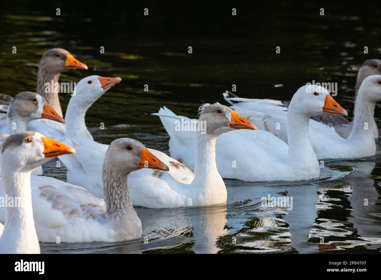 Bauernhof. Eine Herde weißer und grauer Gänse schwimmt in einem blauen
