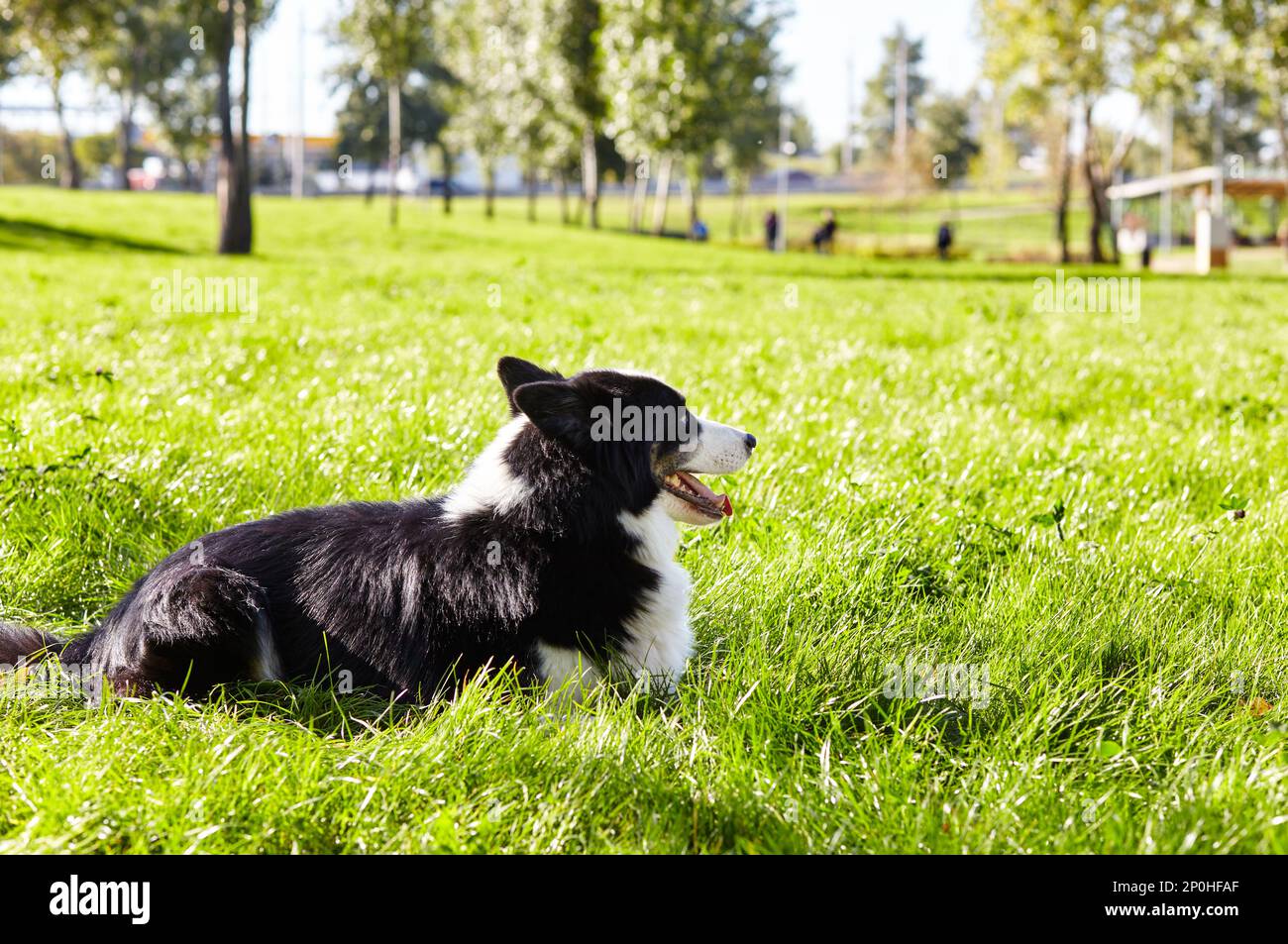 Sibirischer laika im Herbstpark. Hund auf Naturwanderung Stockfoto