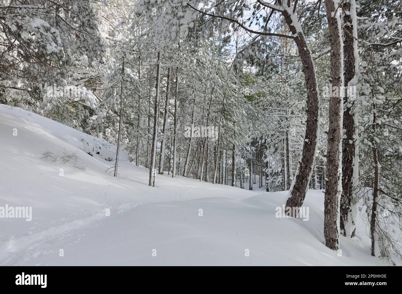 Winterbäume im Ätna-Nationalpark, Sizilien, Italien Stockfoto