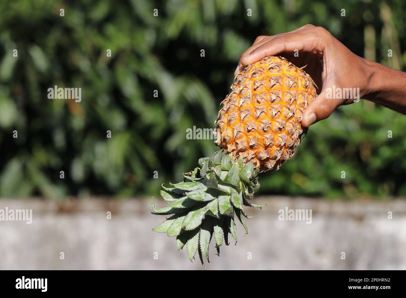 Ananasfrüchte werden auf dem Kopf stehend auf natürlichem Hintergrund gehalten. Ananas ist eine Frucht mit süßem Geschmack Stockfoto