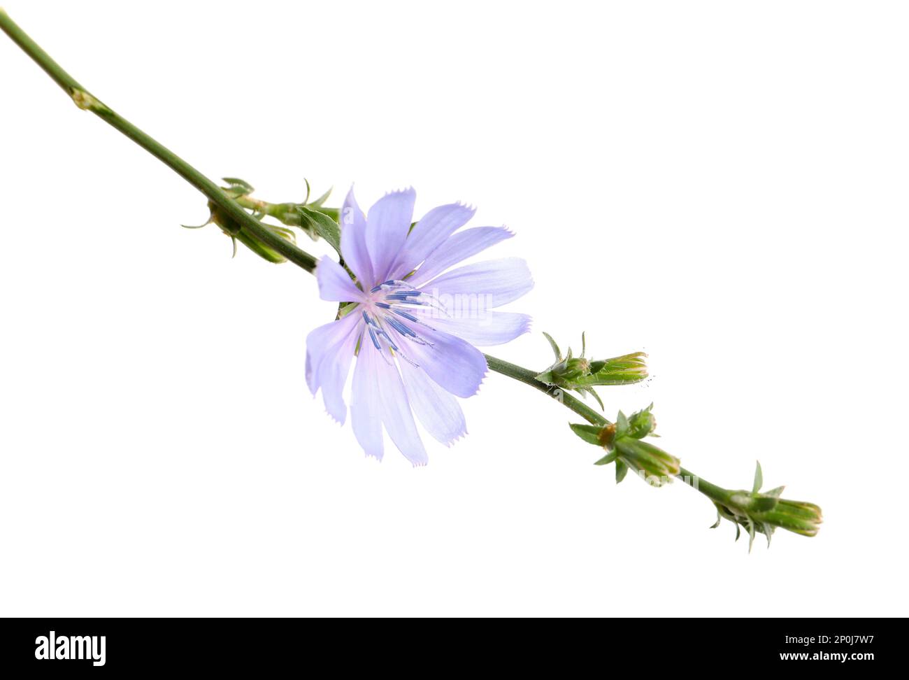 Wunderschöne blühende Zichorien-Blume isoliert auf Weiß Stockfoto