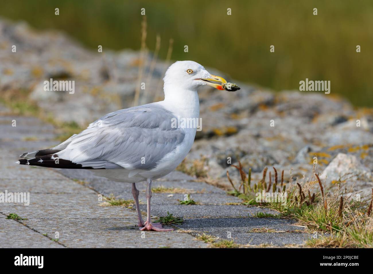 Europäische Heringsmull (Larus argentatus), die eine Krabbe im Hafen von Juist, Ostfriesische Inseln, Deutschland, isst. Stockfoto