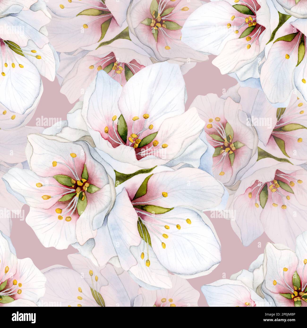Staubiges pinkfarbenes, wasserfarbenes Muster mit Mandelblumen und weißer Kirschblüte für Muttertag und Hochzeit. Stockfoto