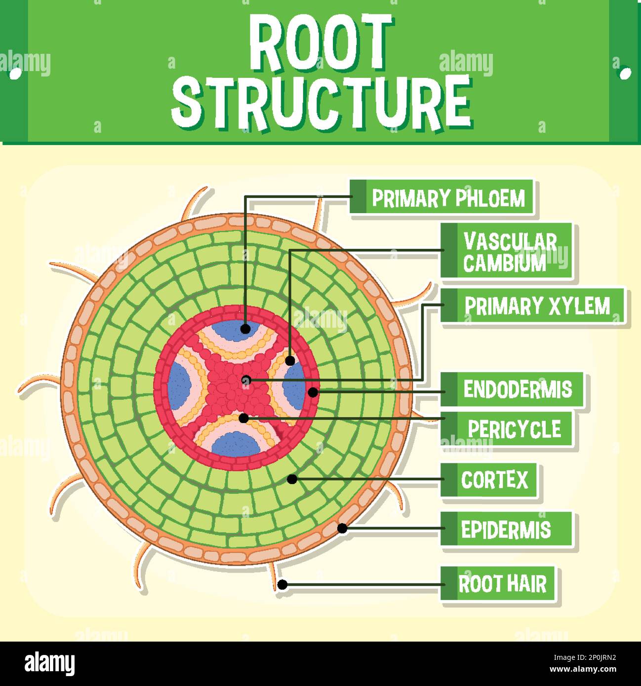 Interne Struktur der Darstellung des Wurzeldiagramms Stock Vektor